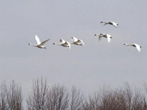 NATURE GOES ON: Rediscovering the Rhythm of Nature in a Crisis